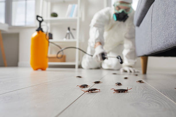 Post-Treatment Bed Bug Interceptor Monitoring in Woodlands